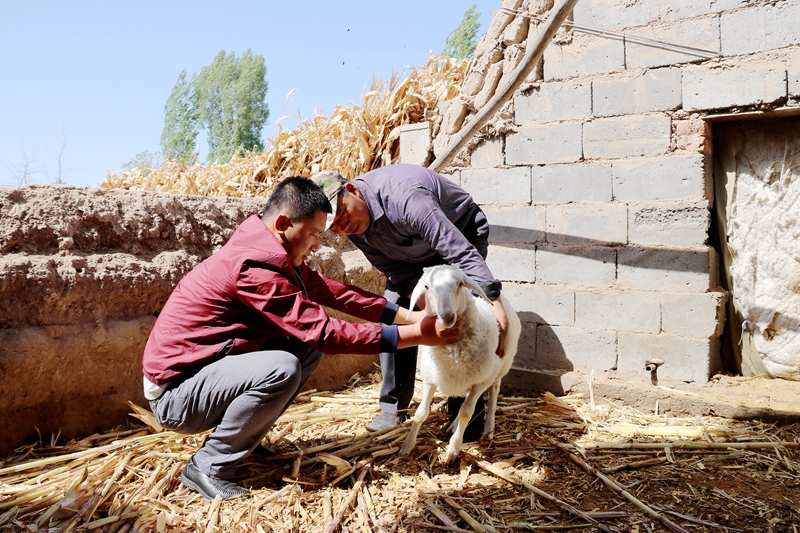 臨澤：借母還羔 加快脫貧步伐