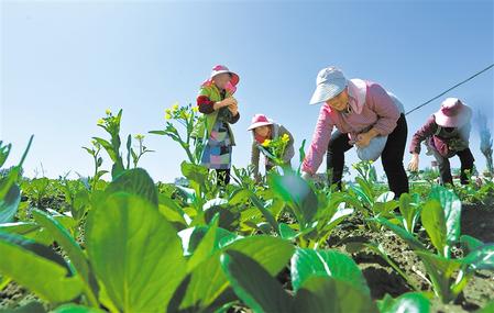 【富民興隴】年輸送20余萬噸 張掖千畝蔬菜直供港澳餐桌