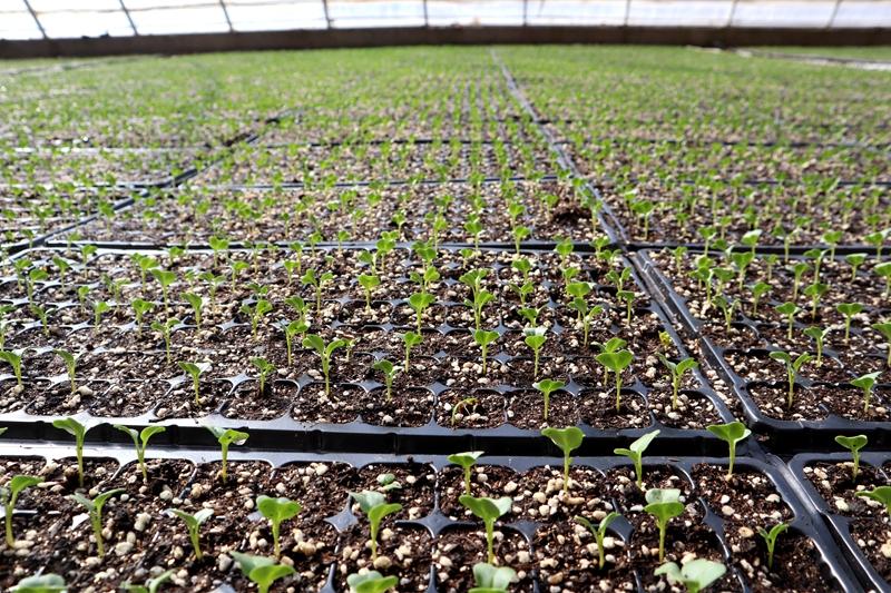 臨澤：育苗產(chǎn)業(yè)跑出鄉(xiāng)村振興“加速度”