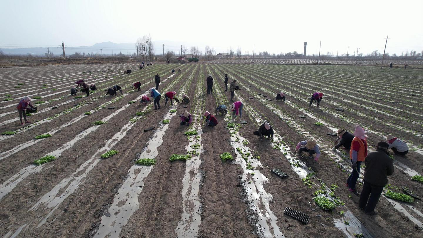 【“三抓三促”行動(dòng)專題報(bào)道】甘州：備農(nóng)資 送服務(wù) 春耕備耕正當(dāng)時(shí)