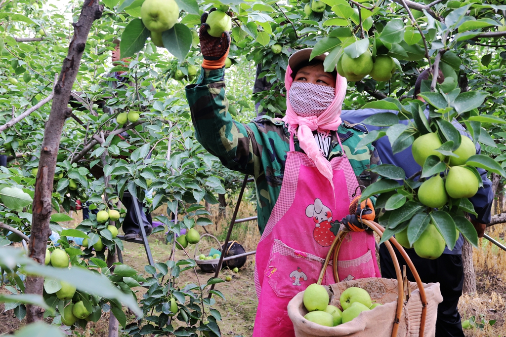 【組圖】甘肅張掖：早酥梨成熟采摘忙