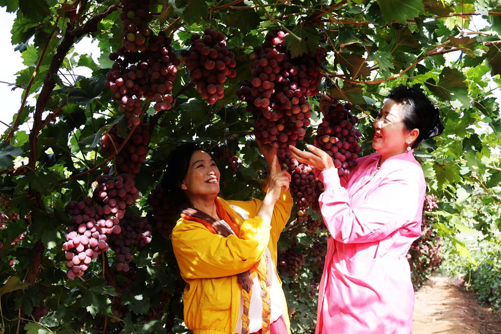 【組圖】張掖臨澤：葡萄成熟忙采摘